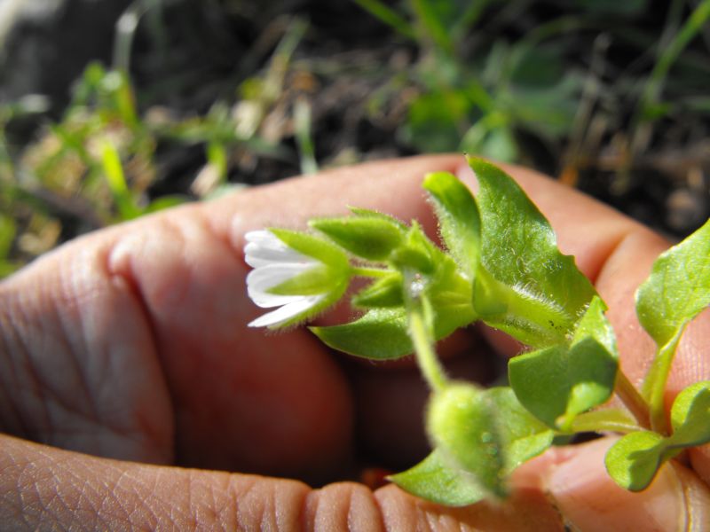 Stellaria neglecta / Centocchio a fiori grandi