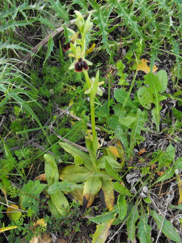 Ophrys passions ????