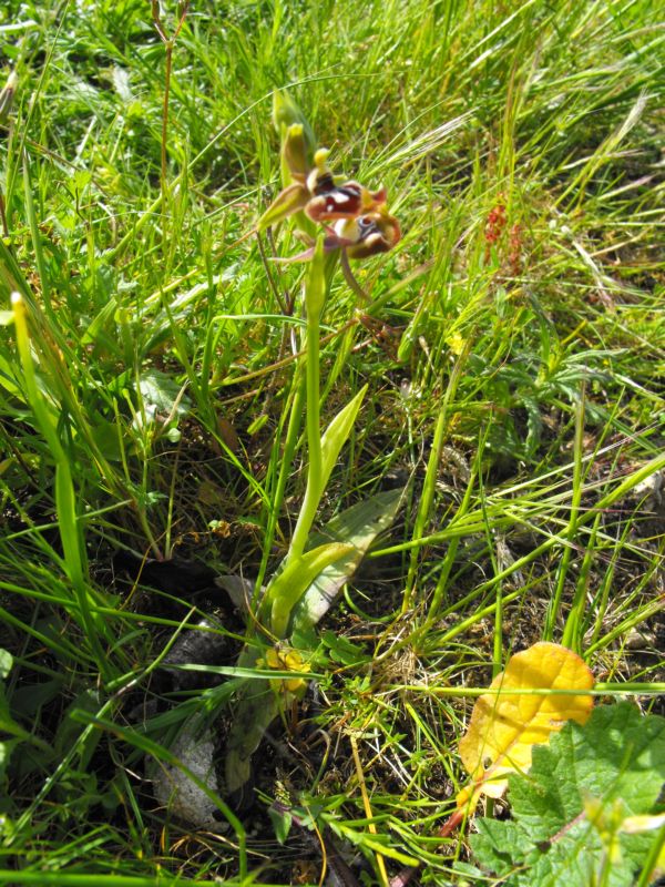 Ophrys oxyrrhynchos subsp.oxyrrynchos