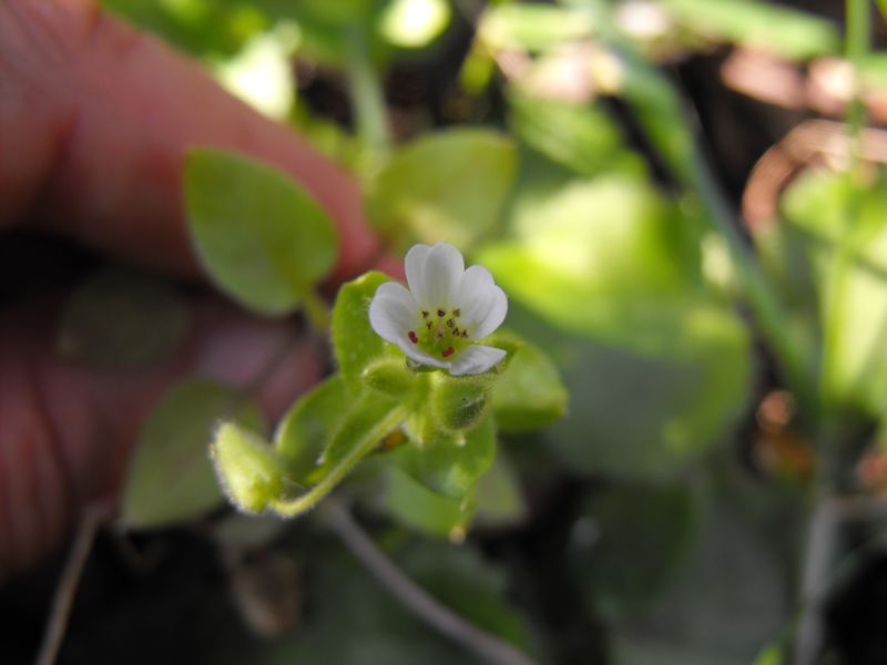 Stellaria neglecta / Centocchio a fiori grandi