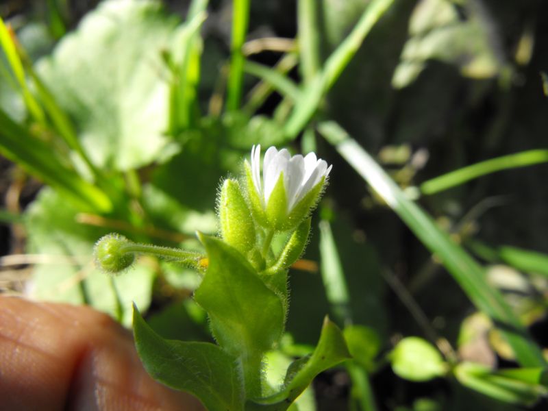 Stellaria neglecta / Centocchio a fiori grandi