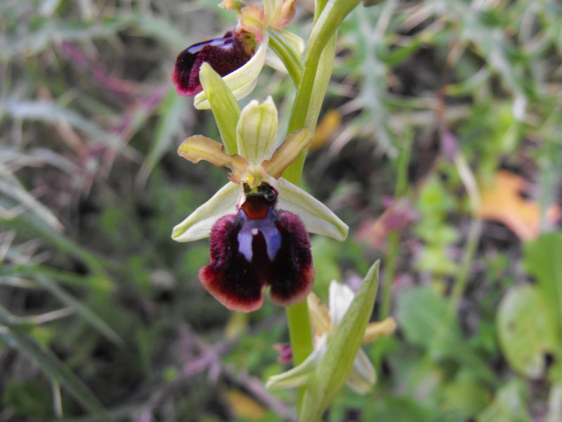 Ophrys passions ????