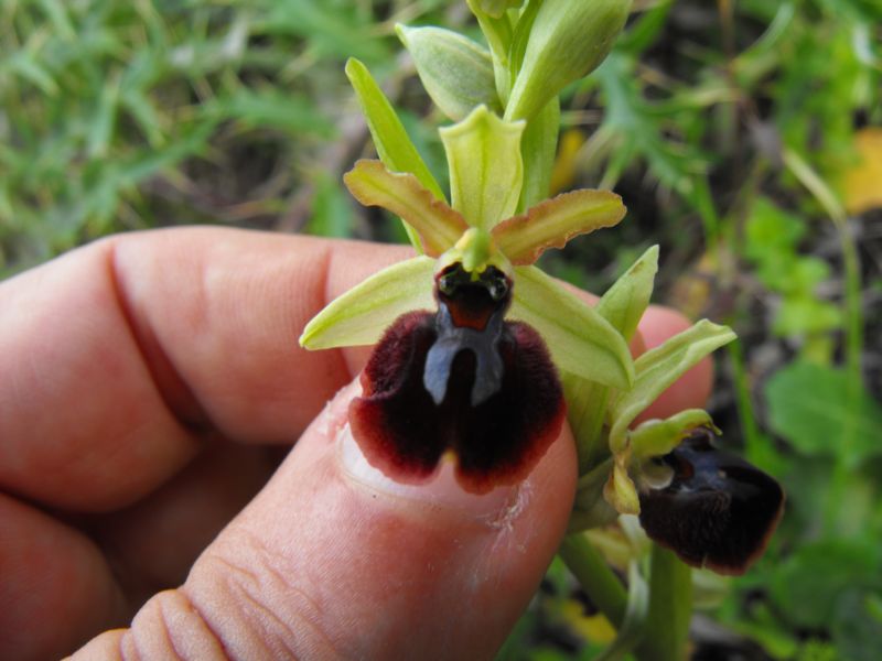 Ophrys passions ????