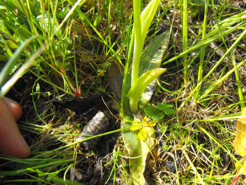 Ophrys oxyrrhynchos subsp.oxyrrynchos