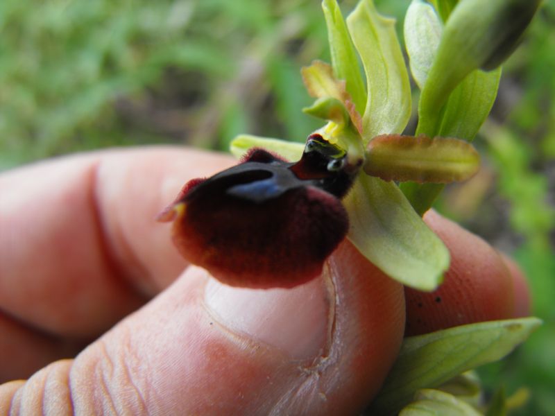 Ophrys passions ????