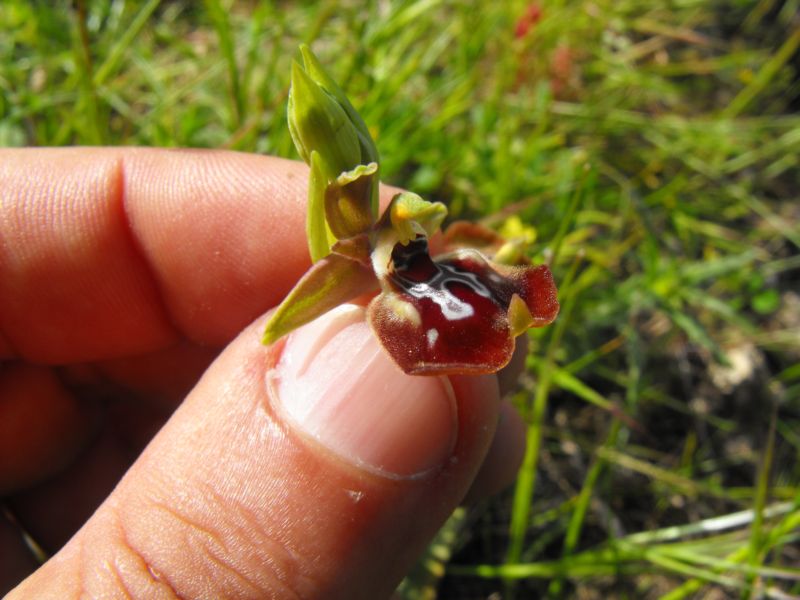 Ophrys oxyrrhynchos subsp.oxyrrynchos