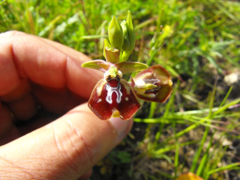 Ophrys oxyrrhynchos subsp.oxyrrynchos