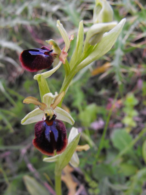 Ophrys passions ????