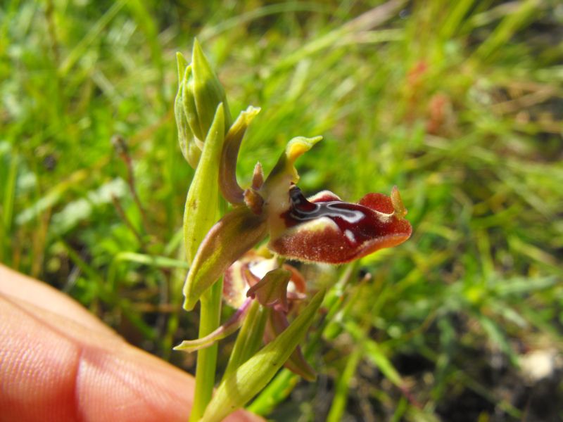 Ophrys oxyrrhynchos subsp.oxyrrynchos