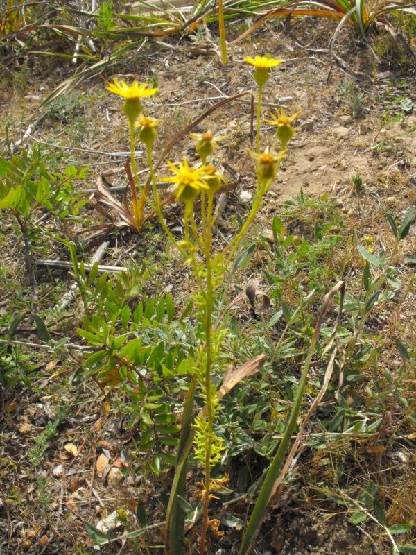 Senecio glaucus subsp. coronopifolius (=S. coronopifolius) / Senecione africano