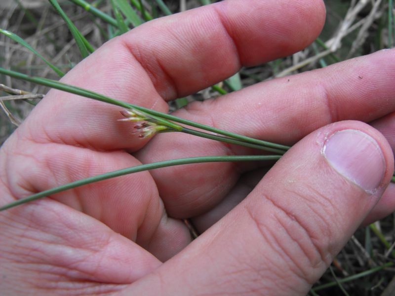 Juncus articulatis???