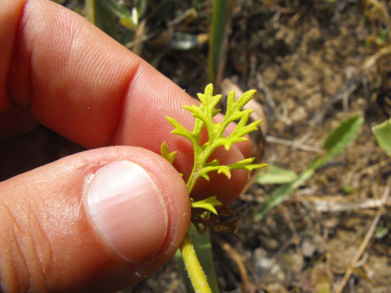 Senecio glaucus subsp. coronopifolius (=S. coronopifolius) / Senecione africano