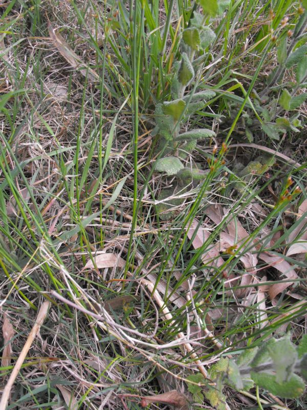 Juncus articulatis???