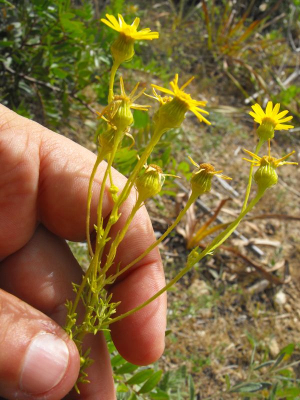 Senecio glaucus subsp. coronopifolius (=S. coronopifolius) / Senecione africano