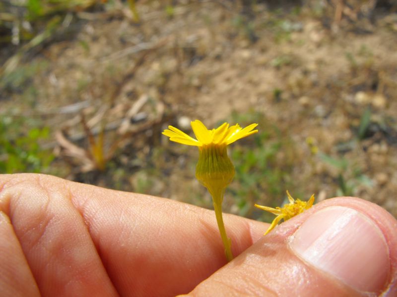 Senecio glaucus subsp. coronopifolius (=S. coronopifolius) / Senecione africano