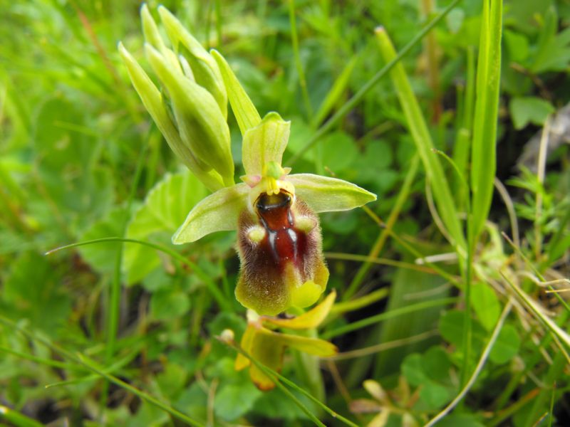 Ophrys biancae