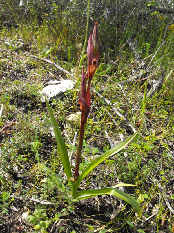Serapias bergonii