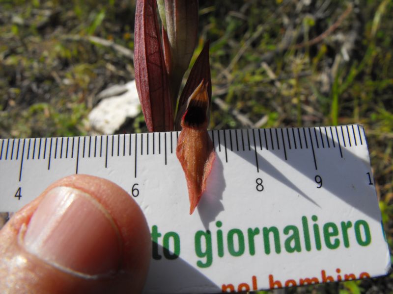 Serapias bergonii