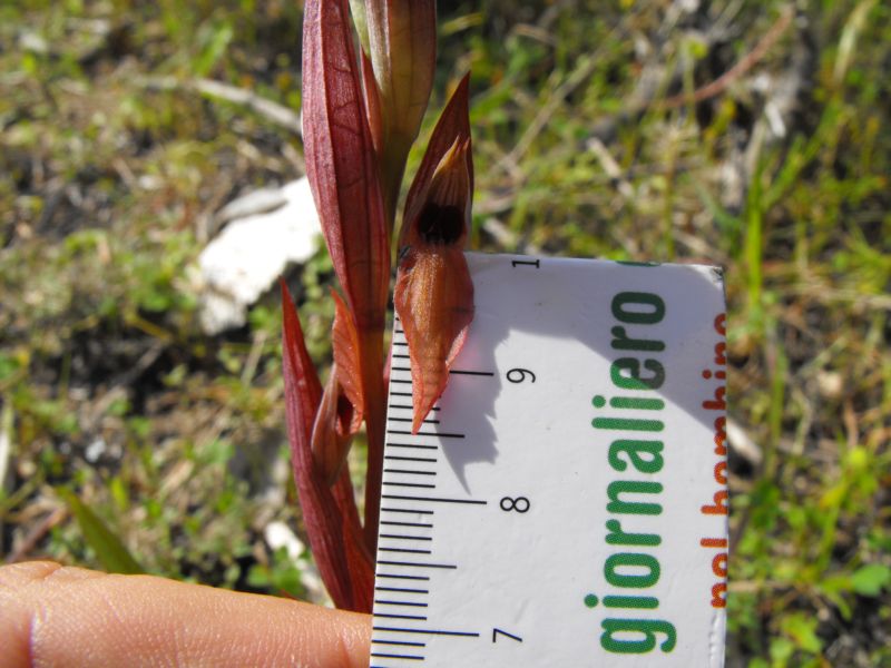 Serapias bergonii