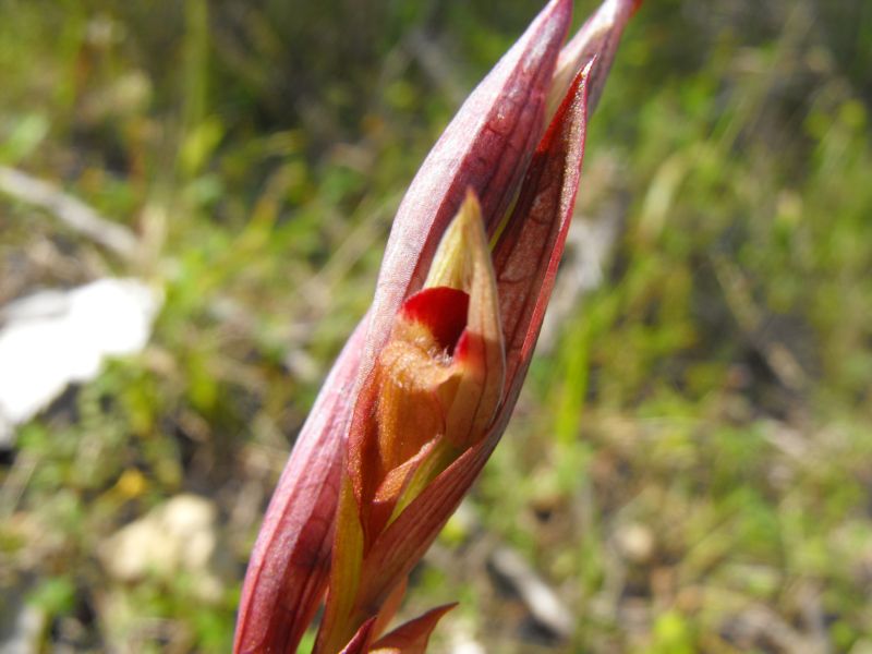 Serapias bergonii
