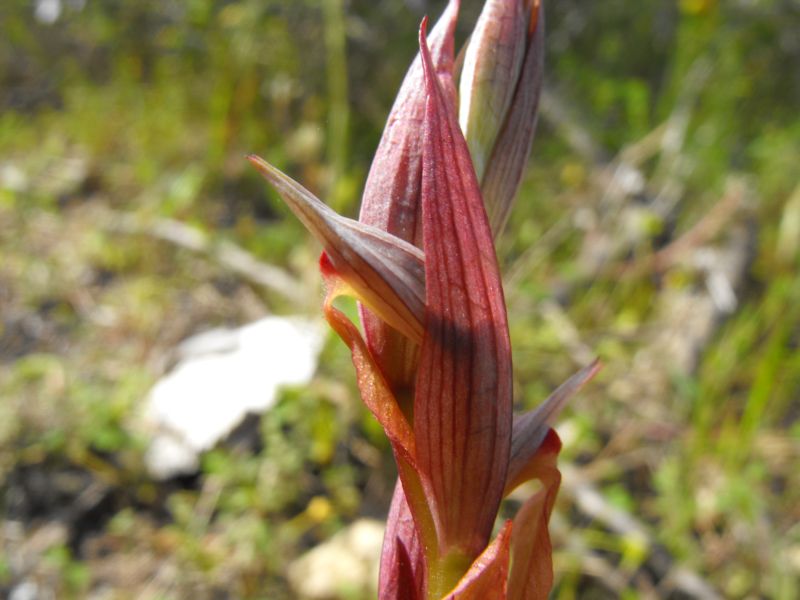 Serapias bergonii
