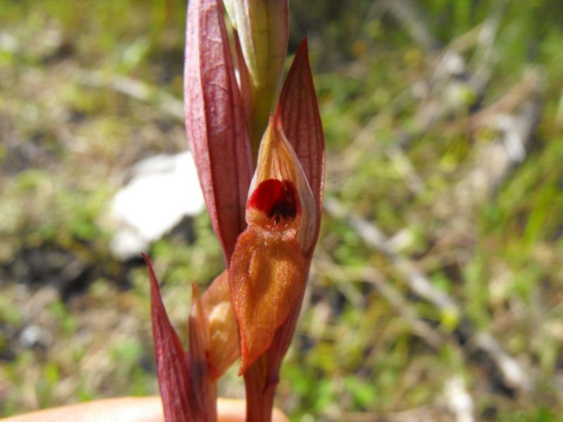 Serapias bergonii