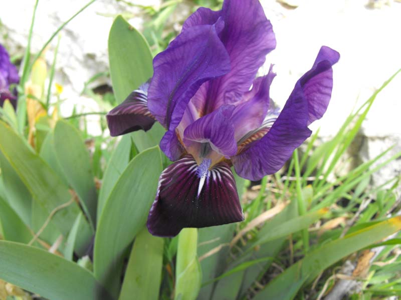Iris planifolia