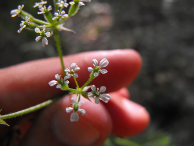 Myrrhoides nodosa
