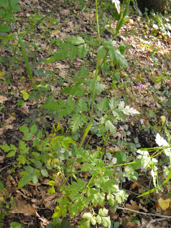 Myrrhoides nodosa