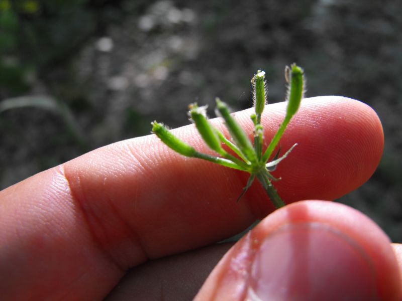 Myrrhoides nodosa