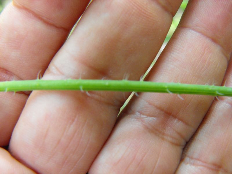 Myrrhoides nodosa