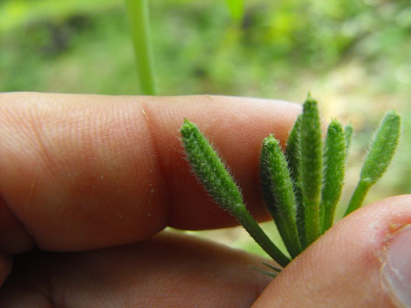 Myrrhoides nodosa
