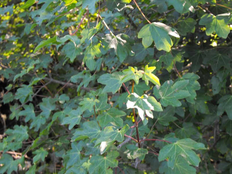 Acer campestre