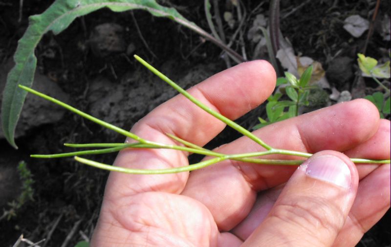 Sisymbrium sp.