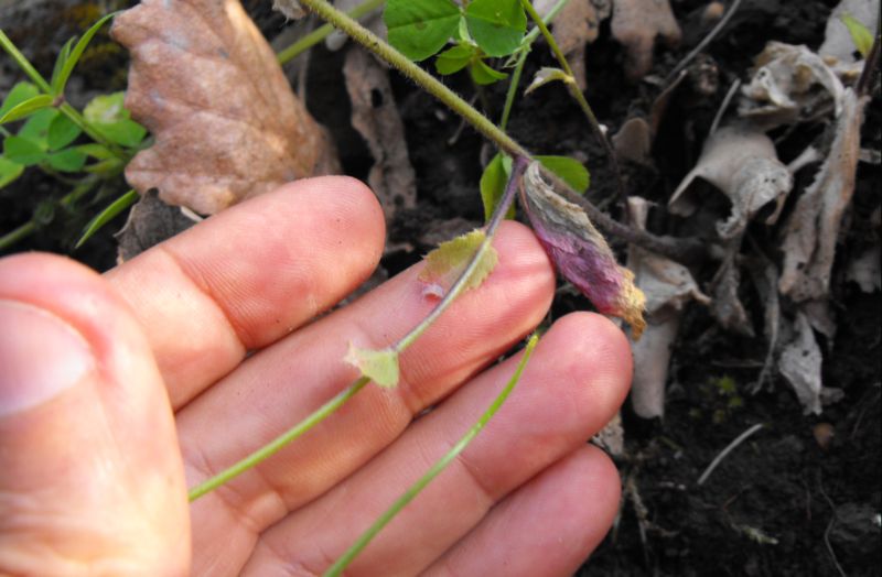 Sisymbrium sp.