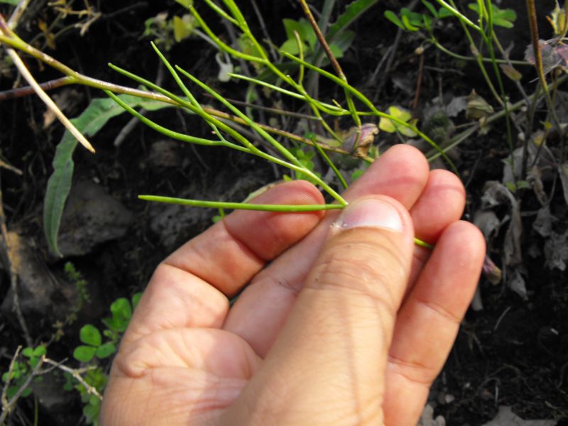 Sisymbrium sp.