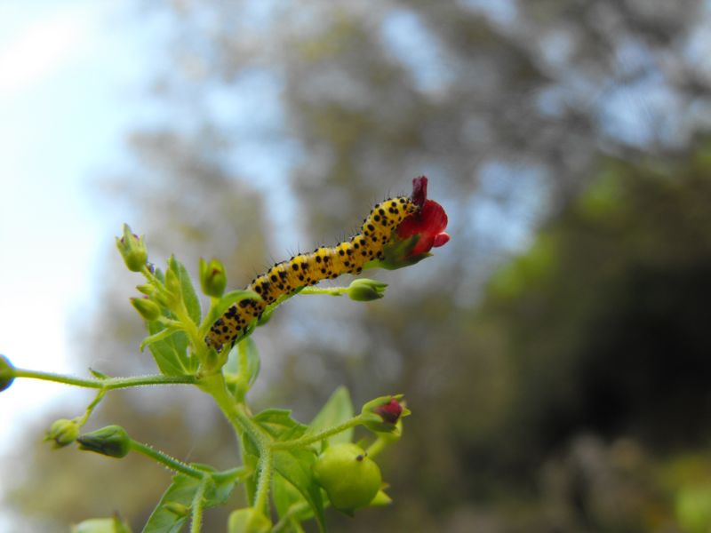 Bruco di .. - Cucullia (Shargacucullia) cfr. scrophulariae