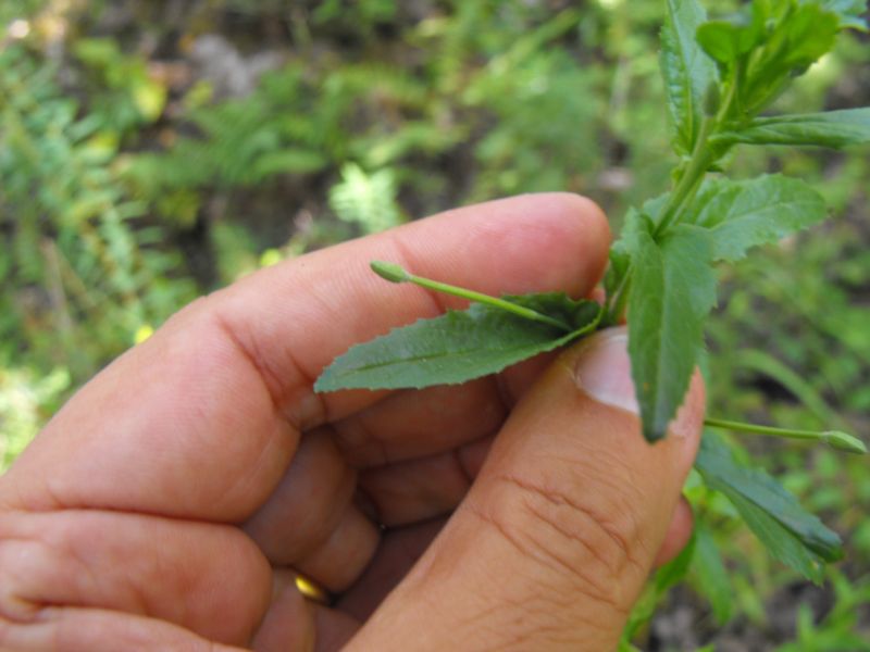 Epilobium sp.