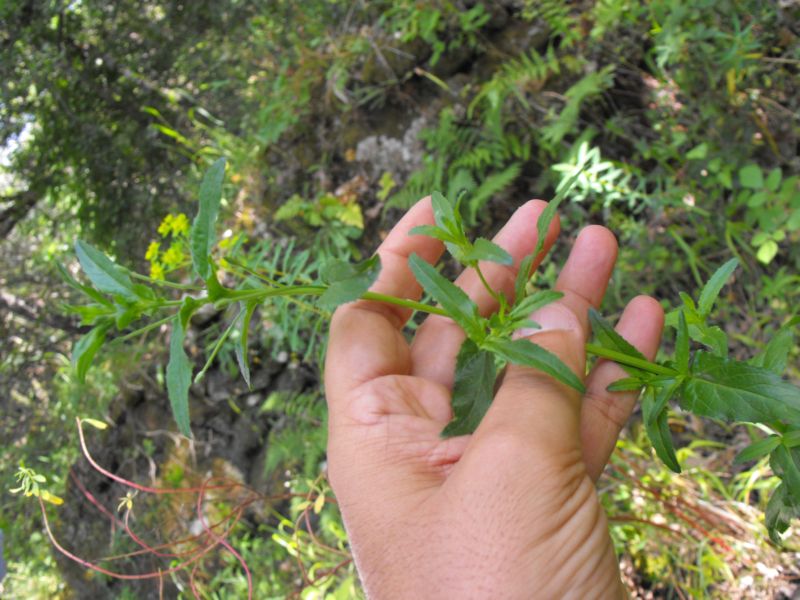 Epilobium sp.