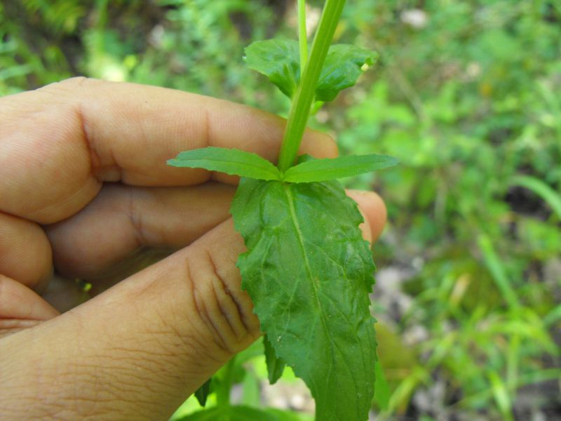 Epilobium sp.