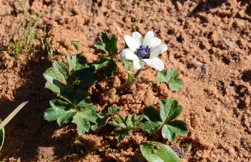 cercasi consulto - Anemone hortensis