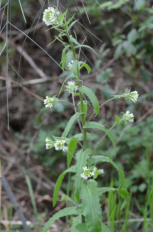 Pseudoturritis turrita (= Arabis turrita) / Arabetta maggiore