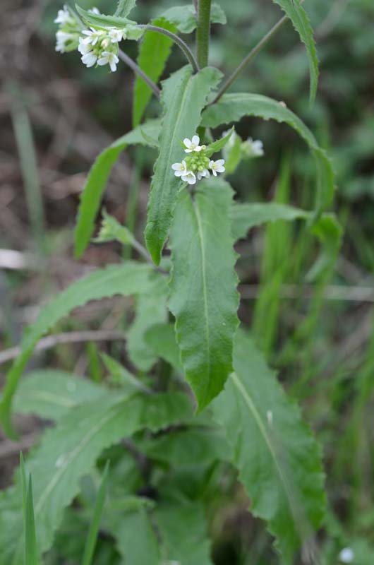Pseudoturritis turrita (= Arabis turrita) / Arabetta maggiore