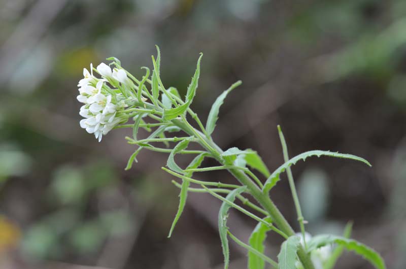Pseudoturritis turrita (= Arabis turrita) / Arabetta maggiore