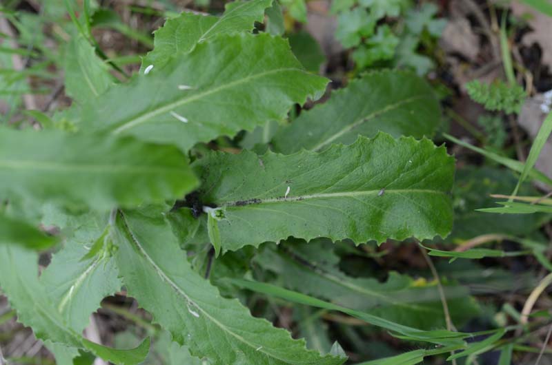 Pseudoturritis turrita (= Arabis turrita) / Arabetta maggiore