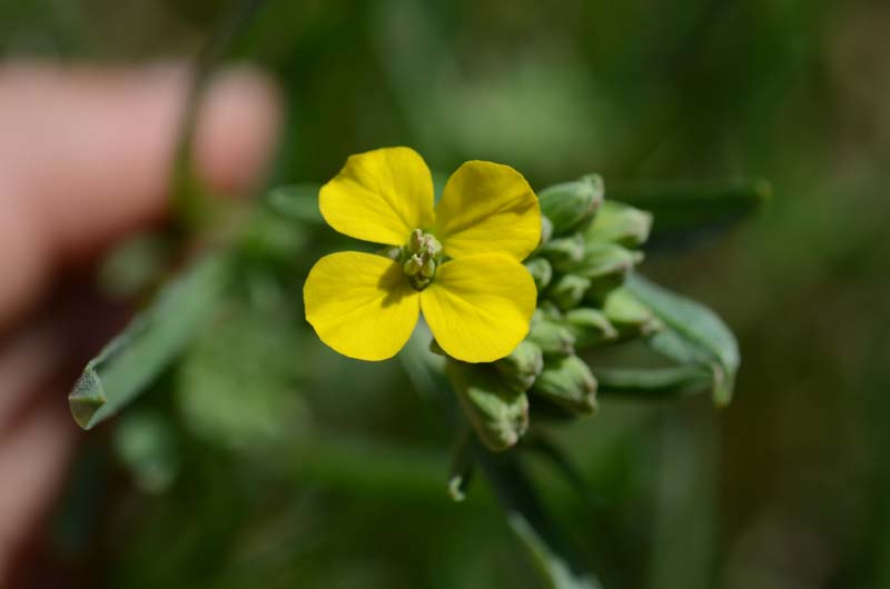 Etna - Erysimum bonannianum / Violaciocca di Bonanno