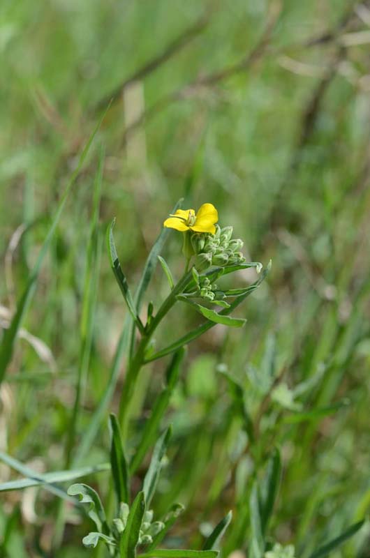 Etna - Erysimum bonannianum / Violaciocca di Bonanno