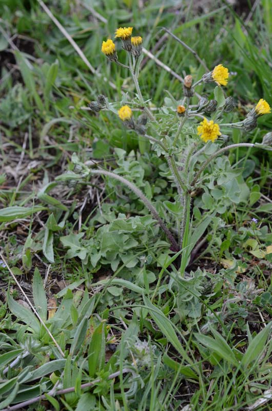 Asteracea: Crepis vesicaria