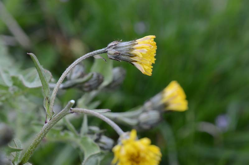 Asteracea: Crepis vesicaria