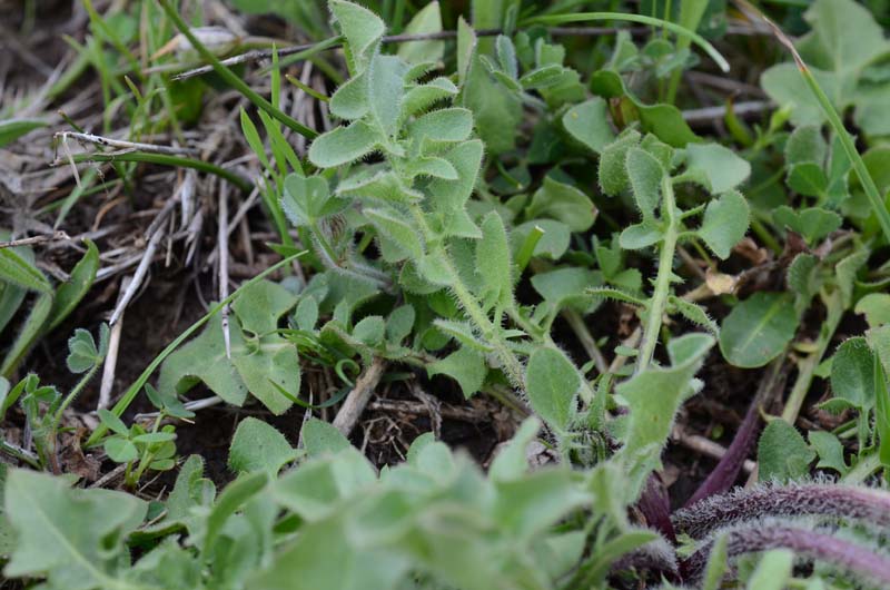 Asteracea: Crepis vesicaria